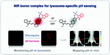 Graphical abstract: Lysosome-specific sensing and imaging of pH variations in vitro and in vivo utilizing a near-infrared boron complex