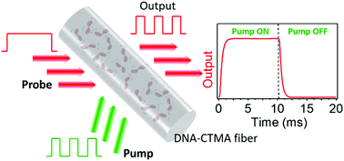 Graphical abstract: All-optical switching in dye-doped DNA nanofibers