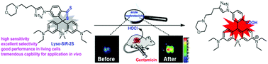 Graphical abstract: Engineering dithiobenzoic acid lactone-decorated Si-rhodamine as a highly selective near-infrared HOCl fluorescent probe for imaging drug-induced acute nephrotoxicity