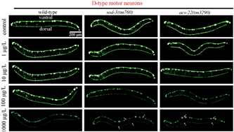 Graphical abstract: Neuronal damage induced by nanopolystyrene particles in nematode Caenorhabditis elegans