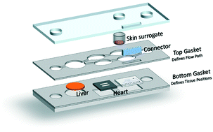 Graphical abstract: Microphysiological heart–liver body-on-a-chip system with a skin mimic for evaluating topical drug delivery