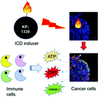 Graphical abstract: First-in-class ruthenium anticancer drug (KP1339/IT-139) induces an immunogenic cell death signature in colorectal spheroids in vitro