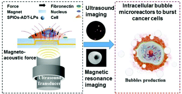 Graphical abstract: Magnet-activatable nanoliposomes as intracellular bubble microreactors to enhance drug delivery efficacy and burst cancer cells