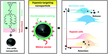 Graphical abstract: Metronidazole-functionalized iron oxide nanoparticles for molecular detection of hypoxic tissues