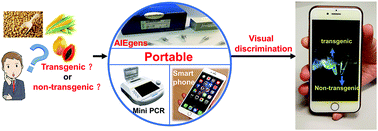 Graphical abstract: On-site visual discrimination of transgenic food by water-soluble DNA-binding AIEgens