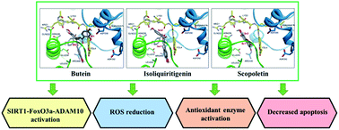 Graphical abstract: Butein, isoliquiritigenin, and scopoletin attenuate neurodegeneration via antioxidant enzymes and SIRT1/ADAM10 signaling pathway