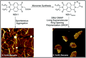 Graphical abstract: Organobase triggered controlled supramolecular ring opening polymerization and 2D assembly