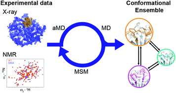 Graphical abstract: Dynamic design: manipulation of millisecond timescale motions on the energy landscape of cyclophilin A