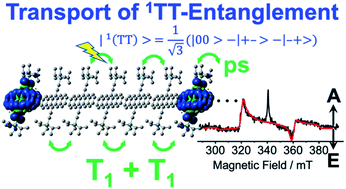 Graphical abstract: Electron spin polarization generated by transport of singlet and quintet multiexcitons to spin-correlated triplet pairs during singlet fissions