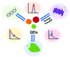 Graphical abstract: Optical features of hybrid molecular/biological-quantum dot systems governed by energy transfer processes