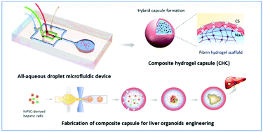 Graphical abstract: One-step synthesis of composite hydrogel capsules to support liver organoid generation from hiPSCs
