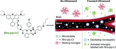 Graphical abstract: In vivo delivery of a fluorescent FPR2/ALX-targeted probe using focused ultrasound and microbubbles to image activated microglia