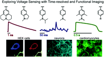 Graphical abstract: Fluorescence lifetime predicts performance of voltage sensitive fluorophores in cardiomyocytes and neurons