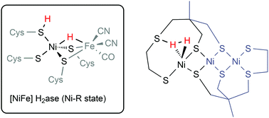 Graphical abstract: Hydrogen evolution reaction mediated by an all-sulfur trinuclear nickel complex