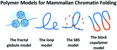 Graphical abstract: Polymer models for the mechanisms of chromatin 3D folding: review and perspective