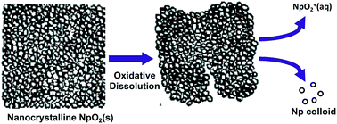 Graphical abstract: Grain boundary facilitated dissolution of nanocrystalline NpO2(s) from legacy waste processing