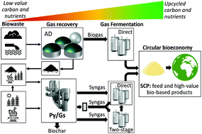 Graphical abstract: Upcycling of biowaste carbon and nutrients in line with consumer confidence: the “full gas” route to single cell protein