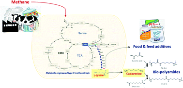 Graphical abstract: Bioconversion of methane to cadaverine and lysine using an engineered type II methanotroph, Methylosinus trichosporium OB3b