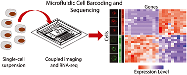 Graphical abstract: μCB-seq: microfluidic cell barcoding and sequencing for high-resolution imaging and sequencing of single cells