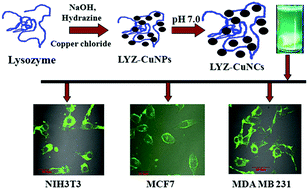 Graphical abstract: Lysozyme coated copper nanoclusters for green fluorescence and their utility in cell imaging