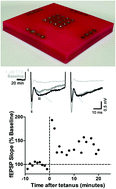 Graphical abstract: Additive manufacturing of multielectrode arrays for biotechnological applications