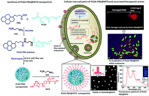 Graphical abstract: Electrospray-based synthesis of fluorescent poly(d,l-lactide-co-glycolide) nanoparticles for the efficient delivery of an anticancer drug and self-monitoring its effect in drug-resistant breast cancer cells