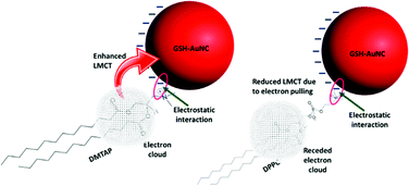 Graphical abstract: The impact of lipid head-groups in GUVs on electron transfer by surface-adsorbed fluorescent gold nanoclusters