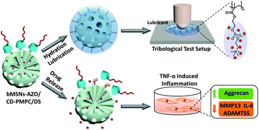 Graphical abstract: Light-responsive dual-functional biodegradable mesoporous silica nanoparticles with drug delivery and lubrication enhancement for the treatment of osteoarthritis