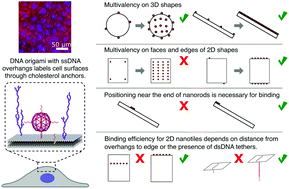 Graphical abstract: The effects of overhang placement and multivalency on cell labeling by DNA origami