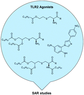Graphical abstract: TLR2 agonists and their structure–activity relationships