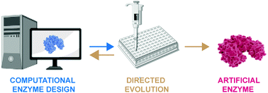 Graphical abstract: Artificial enzymes bringing together computational design and directed evolution