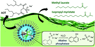 Graphical abstract: How the external solvent in biocompatible reverse micelles can improve the alkaline phosphatase behavior