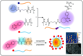 Graphical abstract: Tetrazine- and trans-cyclooctene-functionalised polypept(o)ides for fast bioorthogonal tetrazine ligation