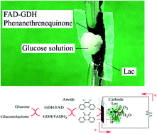 Graphical abstract: Cellulose nanofiber-based electrode as a component of an enzyme-catalyzed biofuel cell