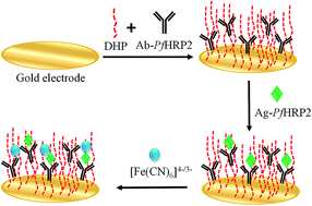 Graphical abstract: One-step enzyme-free dual electrochemical immunosensor for histidine-rich protein 2 determination