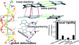 Graphical abstract: Structure-mechanics statistical learning unravels the linkage between local rigidity and global flexibility in nucleic acids