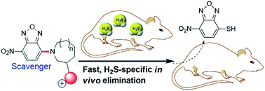 Graphical abstract: Highly efficient H2S scavengers via thiolysis of positively-charged NBD amines