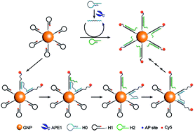 Graphical abstract: A bipedal DNA nanowalker fueled by catalytic assembly for imaging of base-excision repairing in living cells