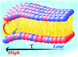 Graphical abstract: On the lipid flip-flop and phase transition coupling