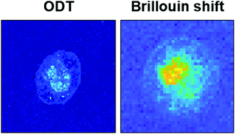 Graphical abstract: Optical quantification of intracellular mass density and cell mechanics in 3D mechanical confinement