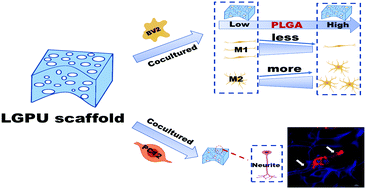 Graphical abstract: A waterborne polyurethane 3D scaffold containing PLGA with a controllable degradation rate and an anti-inflammatory effect for potential applications in neural tissue repair