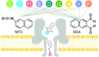 Graphical abstract: Enabling nanopore technology for sensing individual amino acids by a derivatization strategy