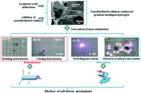 Graphical abstract: Bionic intelligent soft actuators: high-strength gradient intelligent hydrogels with diverse controllable deformations and movements