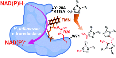 Graphical abstract: Biochemical and structural characterization of Haemophilus influenzae nitroreductase in metabolizing nitroimidazoles