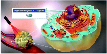 Graphical abstract: Organelle-targeted photothermal agents for cancer therapy