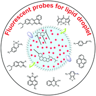 Graphical abstract: Recent advances in fluorescent probes for lipid droplets