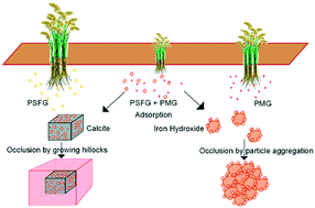 Graphical abstract: Nanoscale imaging of the simultaneous occlusion of nanoplastics and glyphosate within soil minerals