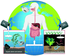 Graphical abstract: Toxicological impact of titanium dioxide nanoparticles and food-grade titanium dioxide (E171) on human and environmental health