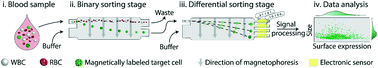 Graphical abstract: Electronic measurement of cell antigen expression in whole blood