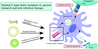 Graphical abstract: Medicinal chemistry of the myeloid C-type lectin receptors Mincle, Langerin, and DC-SIGN